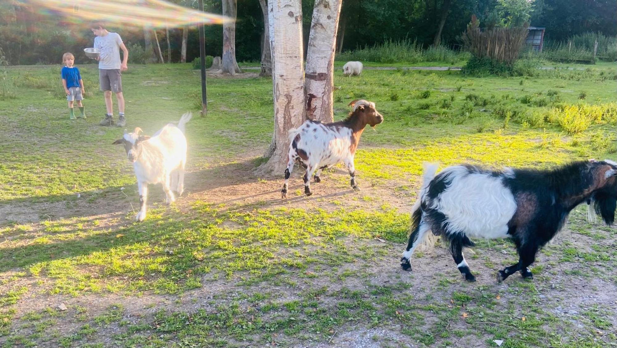 Caravane En Pleine Nature Ferme Proche De Tout Philippeville Exterior foto