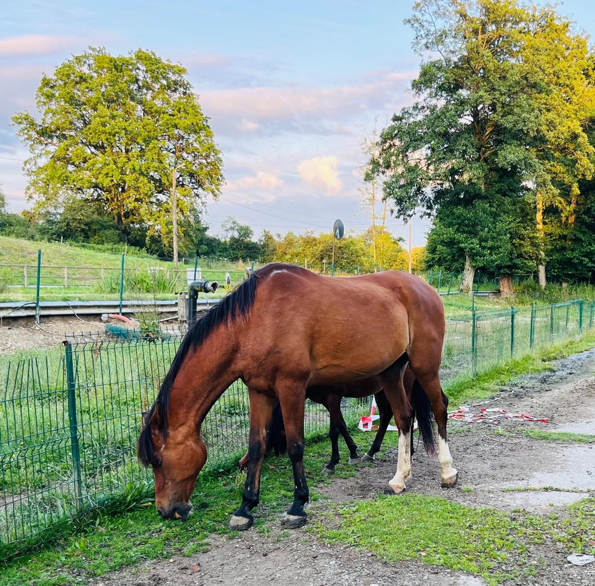 Caravane En Pleine Nature Ferme Proche De Tout Philippeville Exterior foto